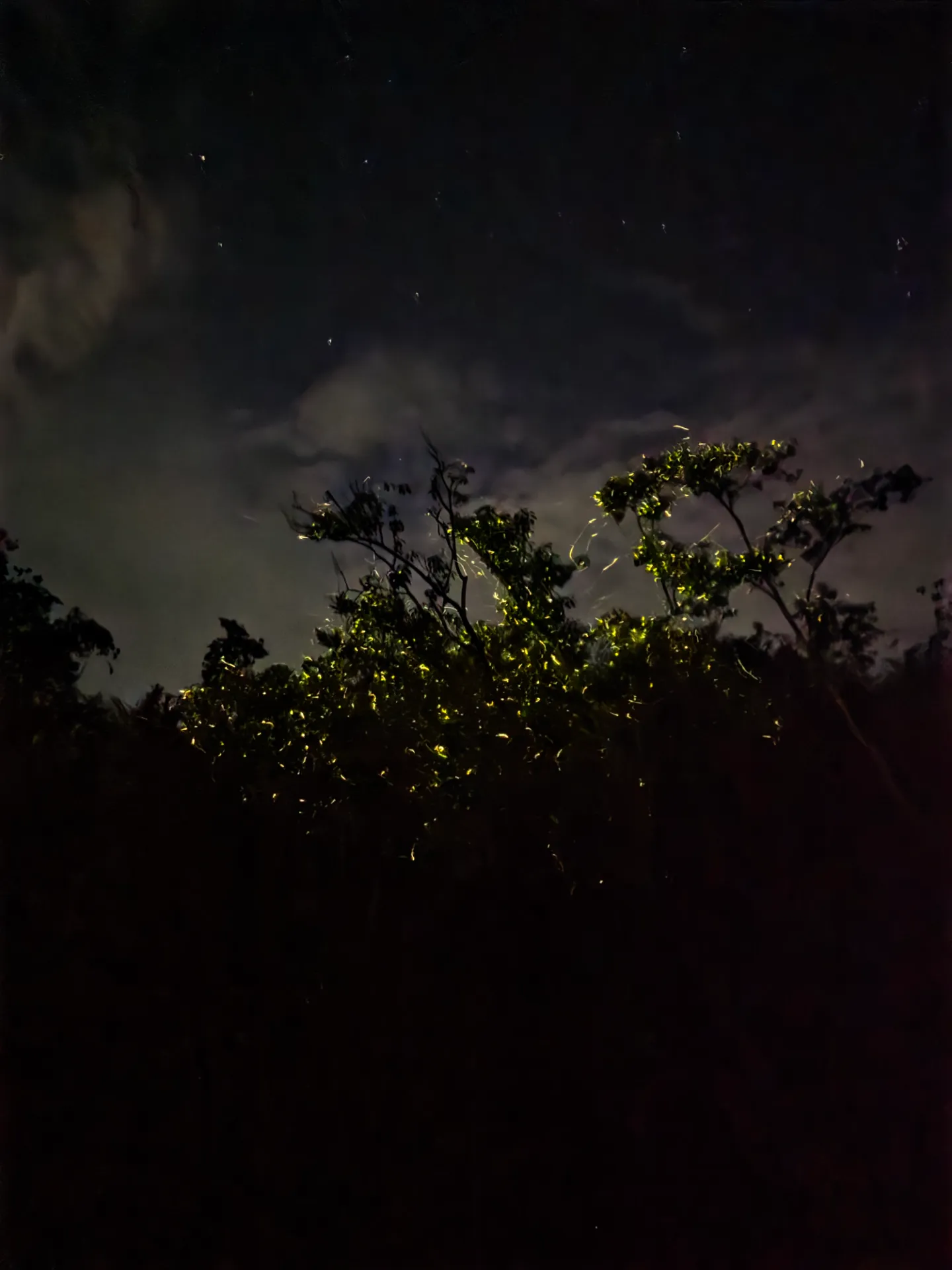 [보홀] 조인 반딧불 투어 (Join Firefly)