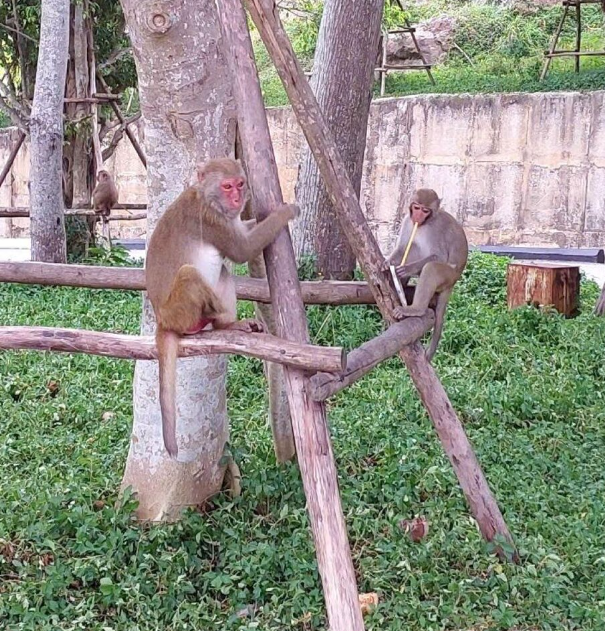 다낭 몽키 마운틴 투어 (Monkey Mountain Tour)