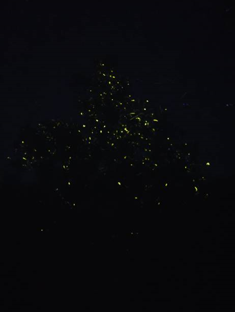 [보홀] 조인 반딧불 투어 (Join Firefly)