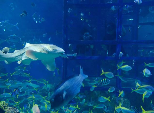 발리 마린 사파리 & 바루나 쇼 티켓 (Bali Marine Safari & Varuna Show Ticket) 이미지 3