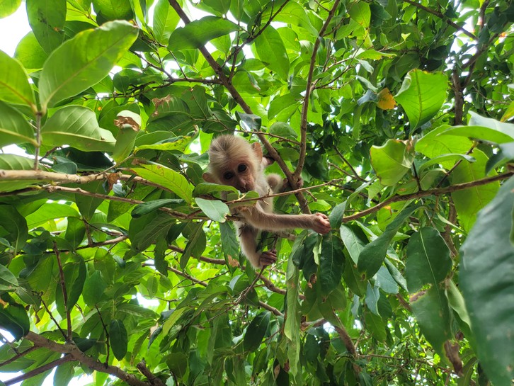 다낭 몽키 마운틴 투어 (Monkey Mountain Tour) 이미지 3