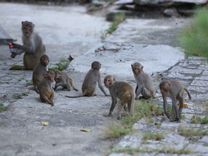 다낭 몽키 마운틴 투어 (Monkey Mountain Tour) 이미지 2