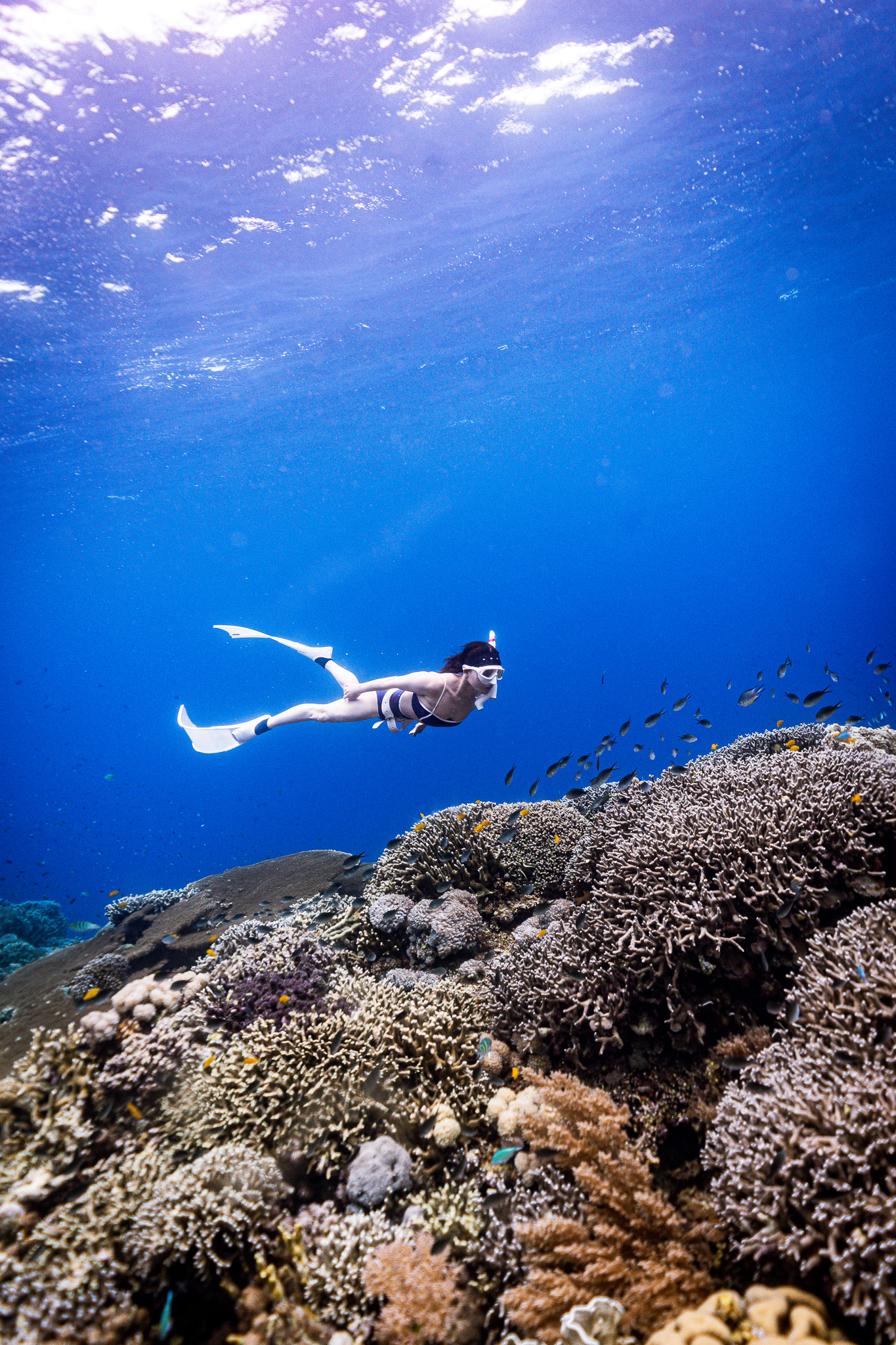 [보홀] 체험 프리 다이빙 (free diving) 이미지 7