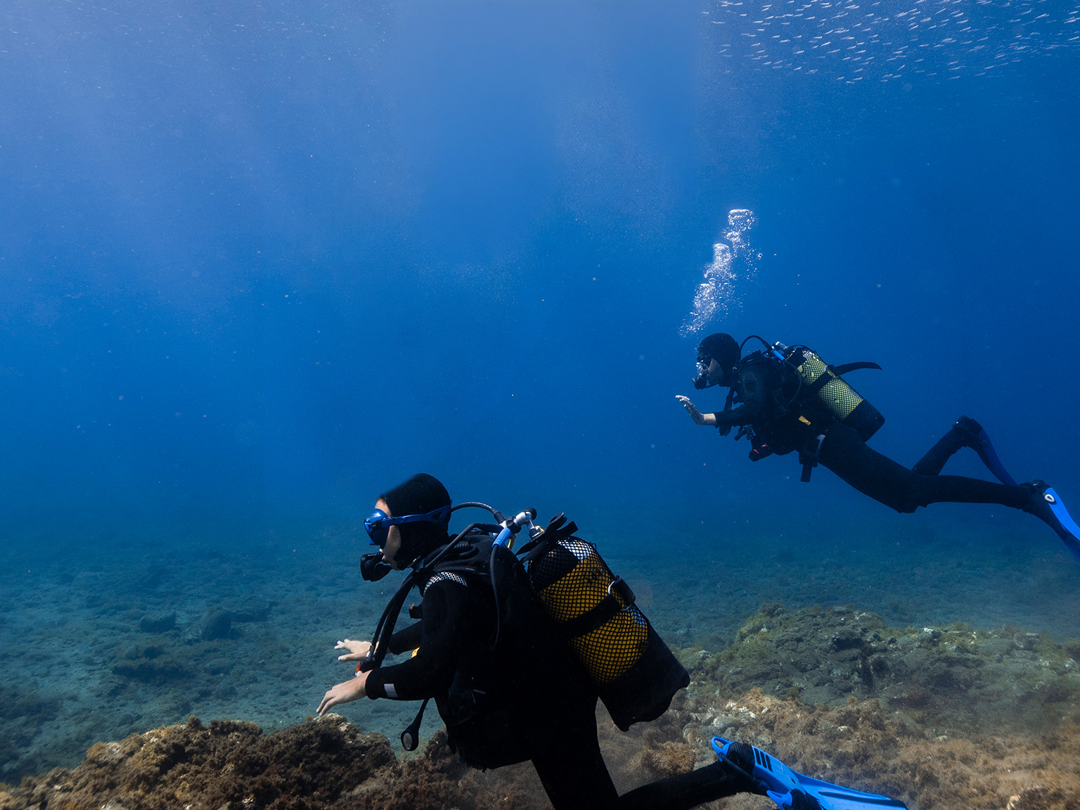 [보홀] 체험 스쿠버 다이빙 (scuba diving)