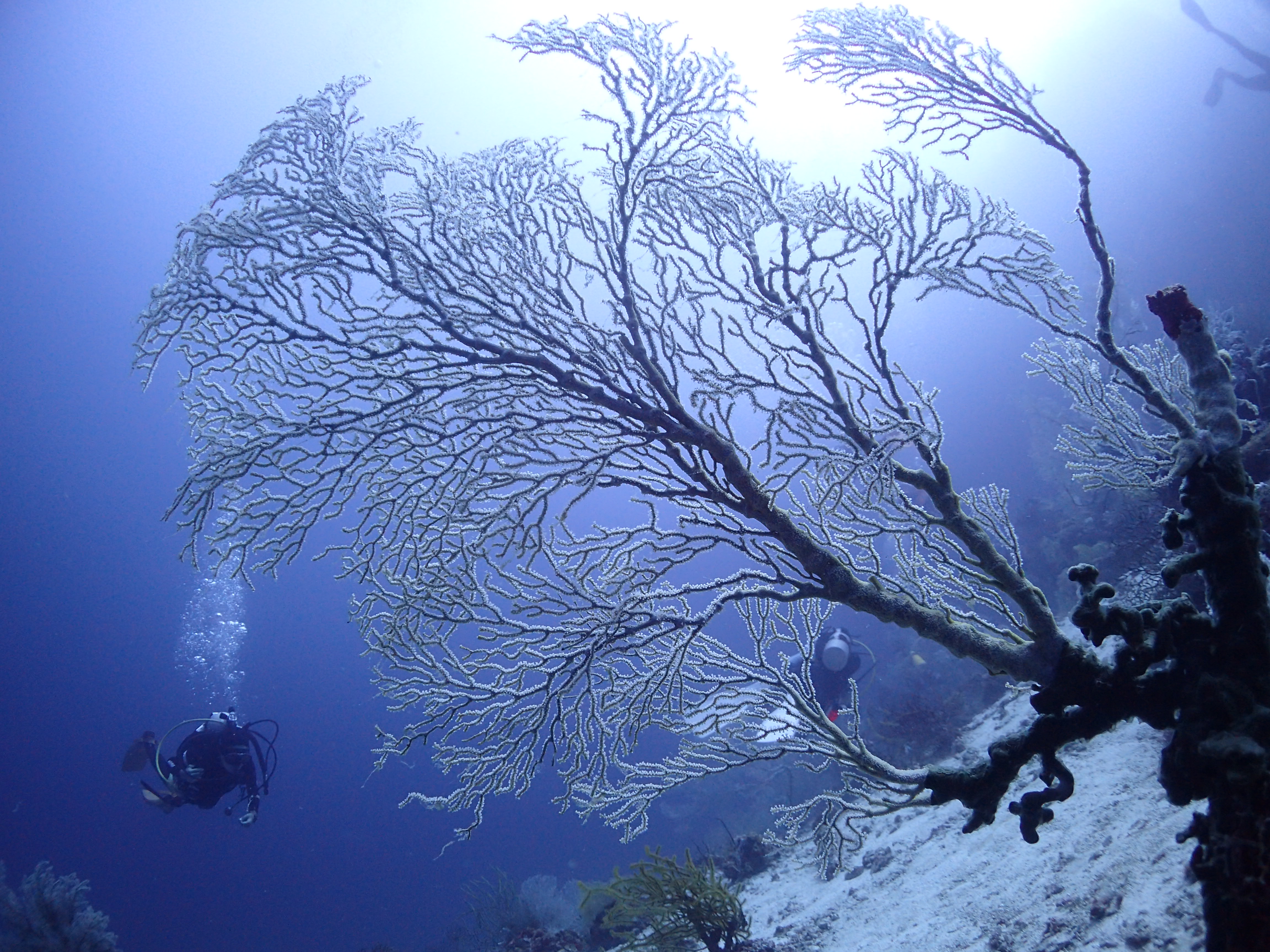 [보홀] 체험 스쿠버 다이빙 (scuba diving) 이미지 4