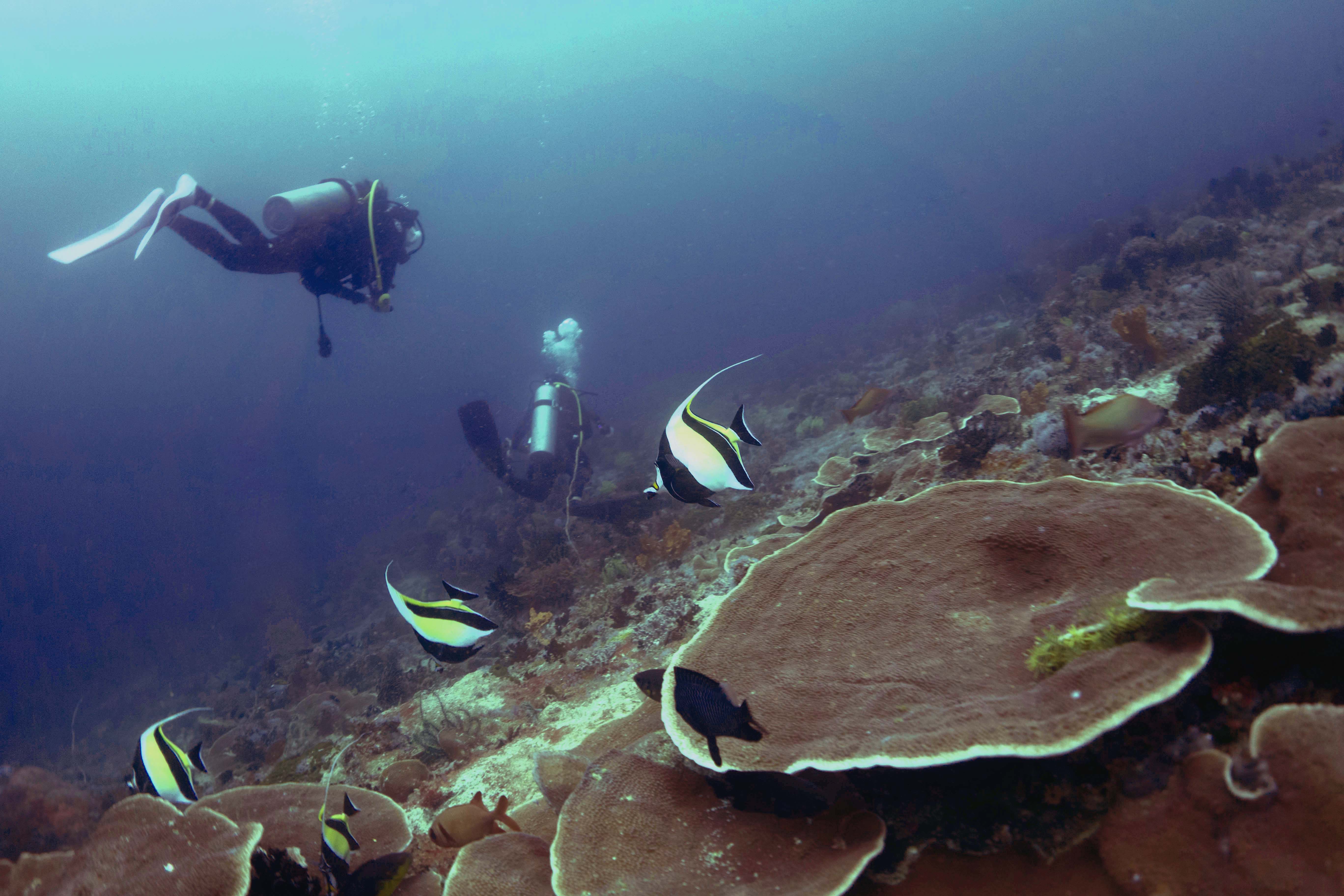 [보홀] 체험 스쿠버 다이빙 (scuba diving) 이미지 5